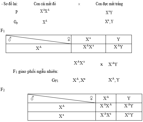Cách giải bài tập xác suất trong quy luật di truyền – di truyền liên kết giới tính và phụ thuộc giới tính