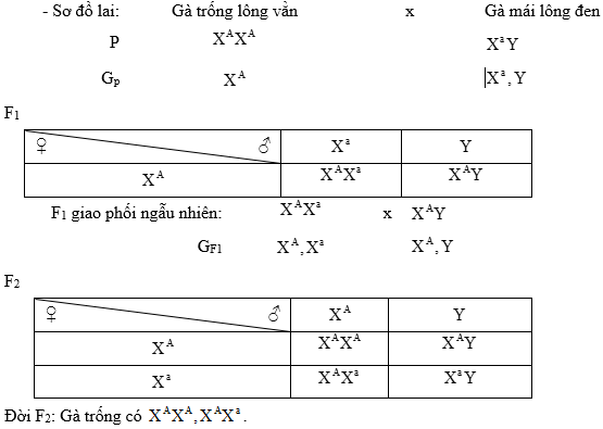 Cách giải bài tập xác suất trong quy luật di truyền – di truyền liên kết giới tính và phụ thuộc giới tính