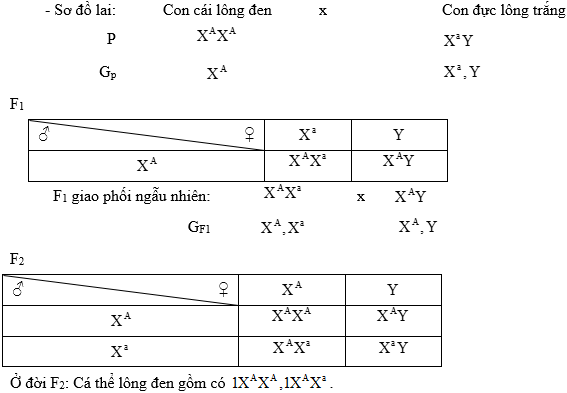 Cách giải bài tập xác suất trong quy luật di truyền – di truyền liên kết giới tính và phụ thuộc giới tính