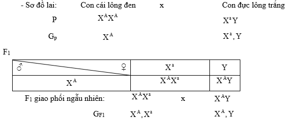 Cách giải bài tập xác suất trong quy luật di truyền – di truyền liên kết giới tính và phụ thuộc giới tính