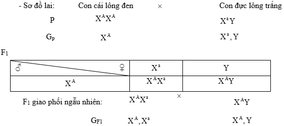 Cách giải bài tập xác suất trong quy luật di truyền – di truyền liên kết giới tính và phụ thuộc giới tính