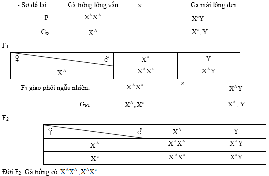 Cách giải bài tập xác suất trong quy luật di truyền – di truyền liên kết giới tính và phụ thuộc giới tính