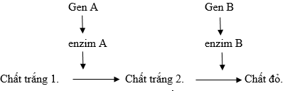 Cách giải bài tập xác suất trong quy luật di truyền – di truyền tương tác gen và gen đa hiệu