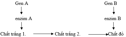 Cách giải bài tập xác suất trong quy luật di truyền – di truyền tương tác gen và gen đa hiệu