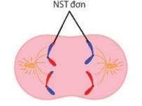 Cơ chế di truyền Nhiễm sắc thể (NST) (chi tiết nhất)