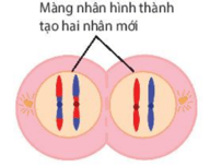 Cơ chế di truyền Nhiễm sắc thể (NST) (chi tiết nhất)