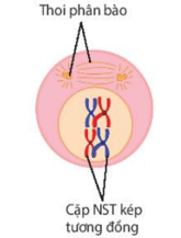 Cơ chế di truyền Nhiễm sắc thể (NST) (chi tiết nhất)