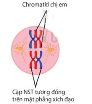 Cơ chế di truyền Nhiễm sắc thể (NST) (chi tiết nhất)