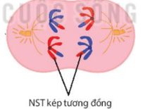 Cơ chế di truyền Nhiễm sắc thể (NST) (chi tiết nhất)