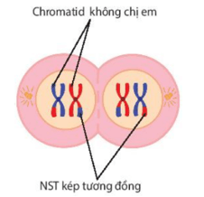 Cơ chế di truyền Nhiễm sắc thể (NST) (chi tiết nhất)