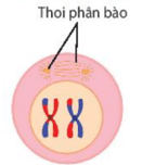 Cơ chế di truyền Nhiễm sắc thể (NST) (chi tiết nhất)