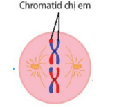Cơ chế di truyền Nhiễm sắc thể (NST) (chi tiết nhất)