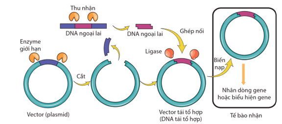 Công nghệ DNA tái tổ hợp là gì (chi tiết nhất)
