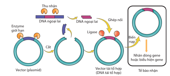 Công nghệ DNA tái tổ hợp là gì (chi tiết nhất)