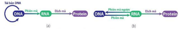 Cơ chế phát sinh Đột biến gene (ngắn gọn nhất)