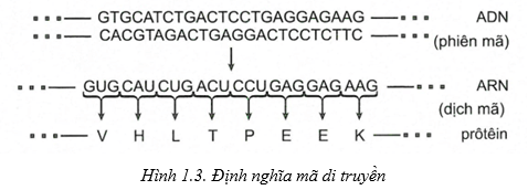 Chuyên đề Sinh học 12 năm 2024