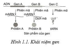 Chuyên đề Sinh học 12 năm 2024