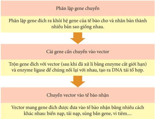 H&atilde;y vẽ sơ đồ ph&aacute;c thảo ba bước của một quy tr&igrave;nh c&ocirc;ng nghệ gene cơ bản