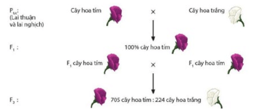 Phương pháp nghiên cứu của học thuyết di truyền Mendel