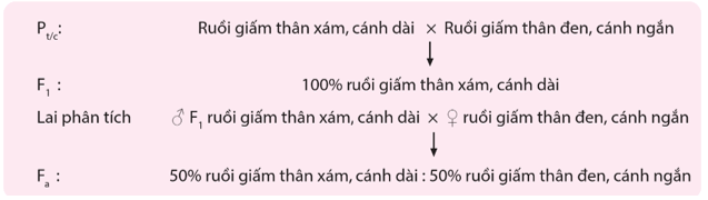 Liên kết gene và hoán vị gene (chi tiết nhất)