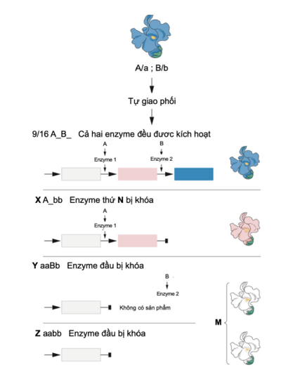 Di truyền gene ngoài nhân (chi tiết nhất)