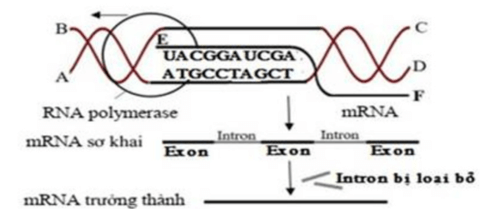 Phiên mã là gì (vị trí, thời điểm diễn ra, thành phần tham gia, diễn biến)