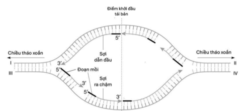 Nhân đôi DNA (vị trí diễn ra, thời điểm diễn ra, diễn biến, nguyên tắc)
