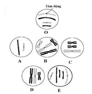 Cơ chế phát sinh Đột biến cấu trúc NST (ngắn gọn nhất)
