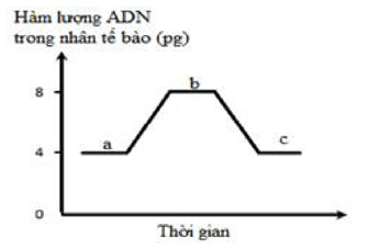 Cơ chế di truyền Nhiễm sắc thể (NST) (chi tiết nhất)
