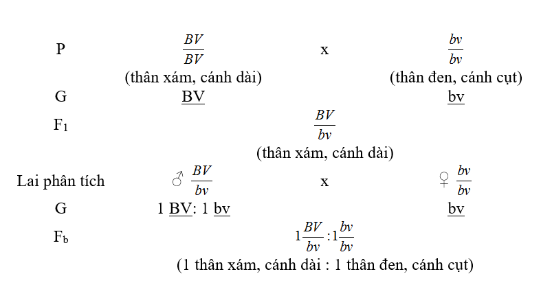 Chuyên đề Sinh học lớp 9