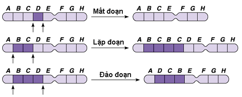 Chuyên đề Sinh học lớp 9