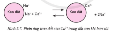 Vì sao bón vôi lại cải tạo được đất mặn