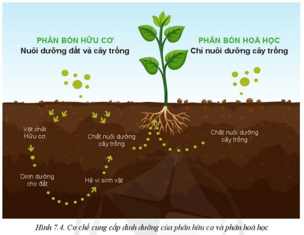 Quan sát Hình 7.4 và cho biết sự khác nhau về cơ chế cung cấp dinh dưỡng