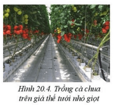 Quan sát hình 20.4, cho biết loại cây trồng nào khác có thể trồng và áp dụng công nghệ 