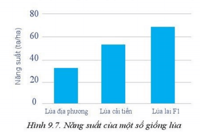 Hãy nhận xét về năng suất của các giống lúa trong Hình 9.7