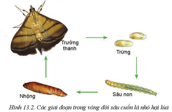 Quan sát Hình 13.2 và nghiên cứu nội dung mục 2.1, mô tả đặc điểm hình thái