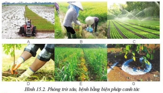 Mô tả những hoạt động phòng trừ sâu, bệnh trong Hình 15.2