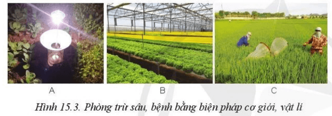 Hãy mô tả những hoạt động phòng trừ sâu hại trong Hình 15.3