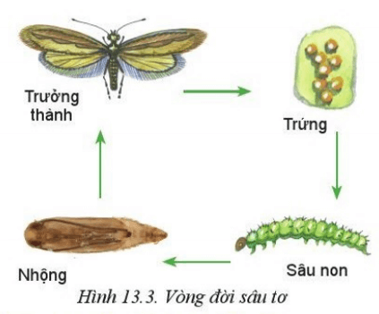 Quan sát Hình 13.3 và nghiên cứu mục 2.2, mô tả đặc điểm hình thái