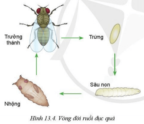 Nghiên cứu mục 2.3 và quan sát Hình 13.4, hãy mô tả đặc điểm hình thái