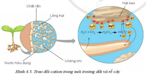 Quan sát Hình 4.5 và mô tả cơ chế trao đổi ion giữa keo đất và rễ cây