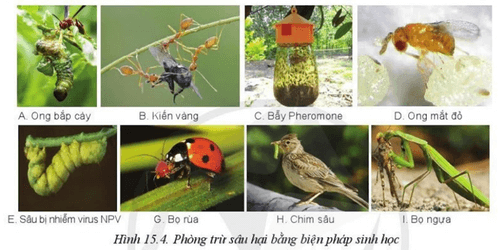 Lý thuyết Công nghệ 10 Cánh diều Bài 15: Biện pháp phòng trừ sâu, bệnh hại cây trồng | Công nghệ trồng trọt 10