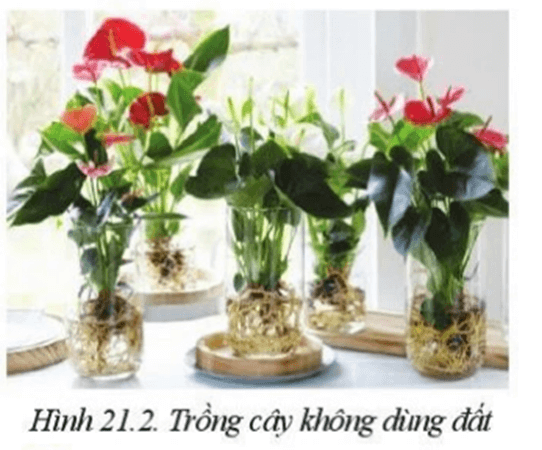 Lý thuyết Công nghệ 10 Cánh diều Bài 21: Công nghệ trồng cây không dùng đất | Công nghệ trồng trọt 10