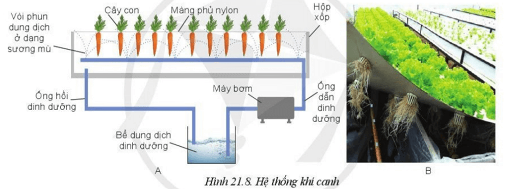 Lý thuyết Công nghệ 10 Cánh diều Bài 21: Công nghệ trồng cây không dùng đất | Công nghệ trồng trọt 10