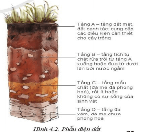 Lý thuyết Công nghệ 10 Cánh diều Bài 4: Thành phần và tính chất của đất trồng | Công nghệ trồng trọt 10