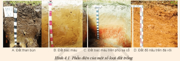 Em hãy đưa ra nhận xét về hình thái của phẫu diện một số loại đất trồng