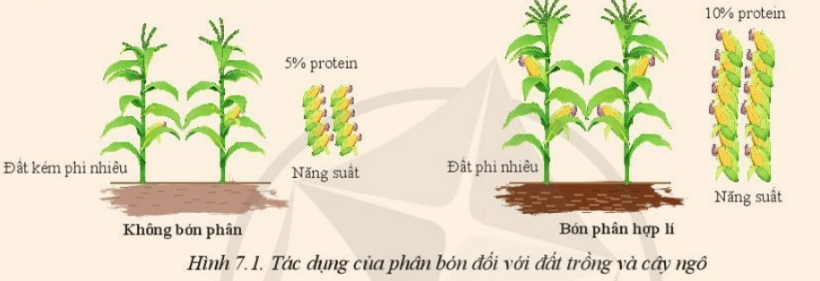 Quan sát Hình 7.1 và cho biết phân bón ảnh hưởng như thế nào đến độ phì nhiêu