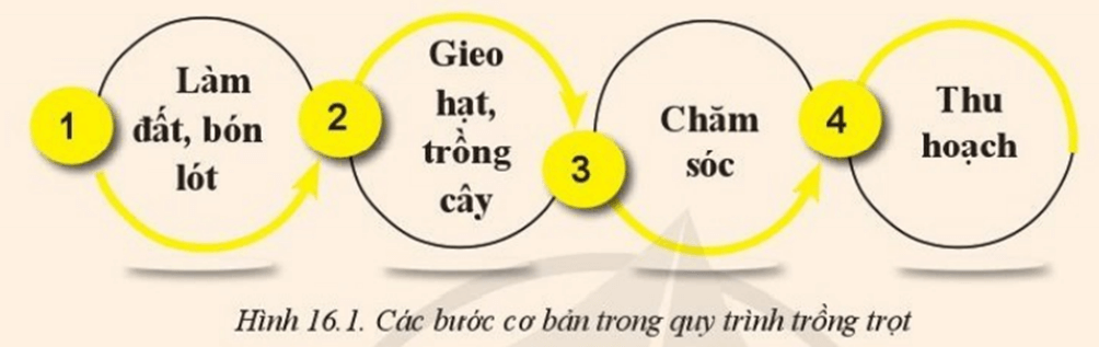 Quan sát Hình 16.1  và cho biết quy trình trồng trọt gồm các bước nào