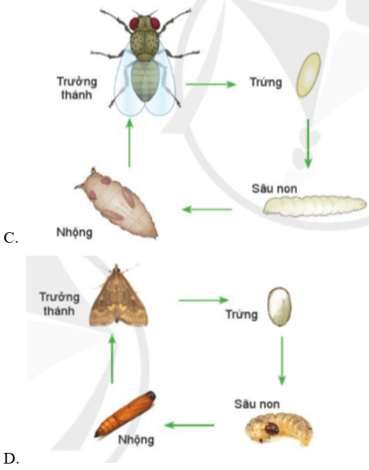 Trắc nghiệm Công nghệ 10 Cánh diều Bài 13 (có đáp án): Sâu hại cây trồng | Công nghệ trồng trọt 10