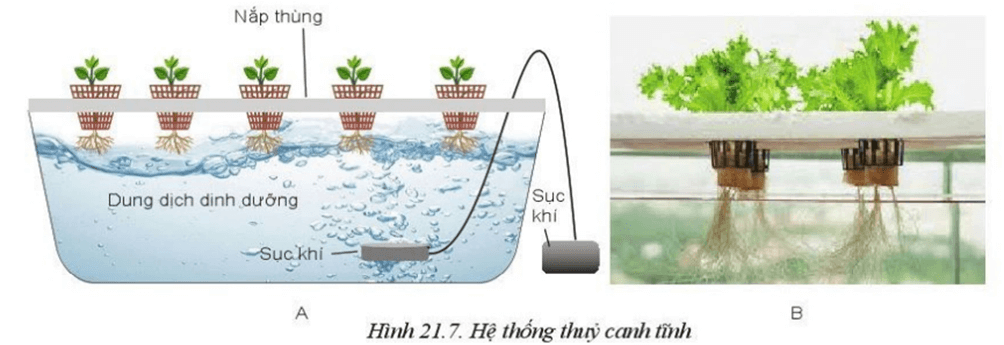 Loại giá thể nào có thể sử dụng để thay thế mút xúp trồng xà lách